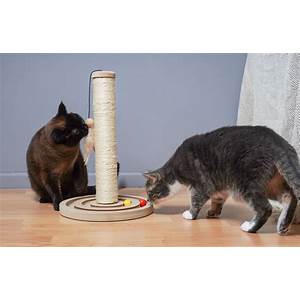 safe and secure environment for your cat
