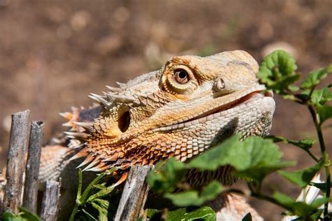 safe flowers for bearded dragons