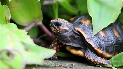 Safe Plants For Red Footed Tortoise