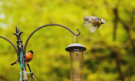 Safe Trees For Birds