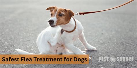 Safest Flea Treatment For Yorkies