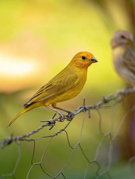 Saffron Finch Bird