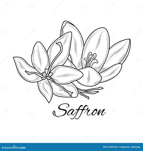Saffron Flower Outline