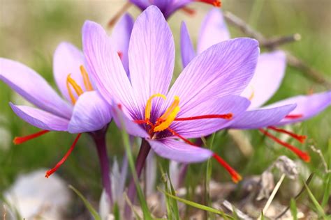 Saffron Flower Uk