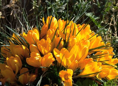 Saffron Yellow Flower