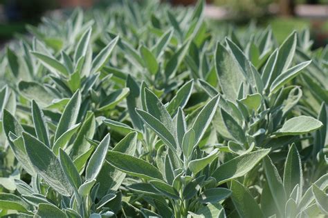Sage Herb French