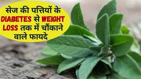 Sage Leaf For Weight Loss