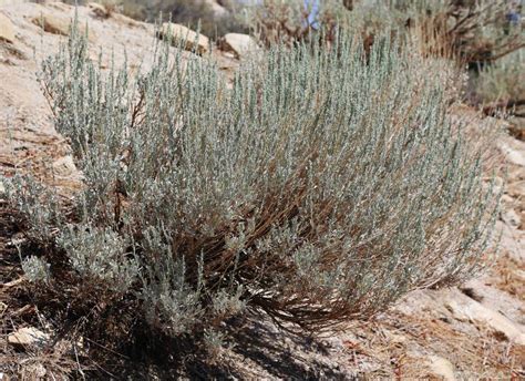Sagebrush Scientific Name