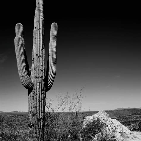 Saguaro Cactus In The Desert Square Sticker Saguaro cactus, Cactus