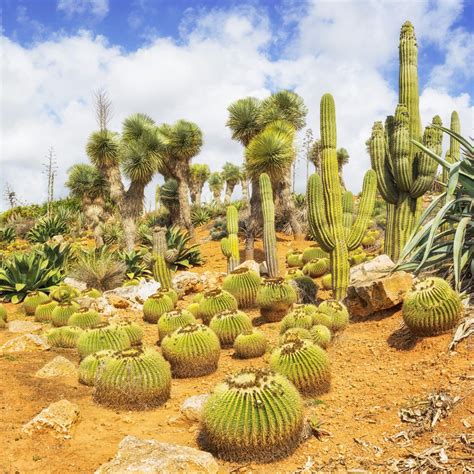 sahara desert plants