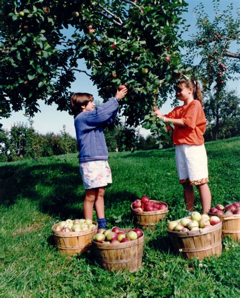 saison cueillette de pomme