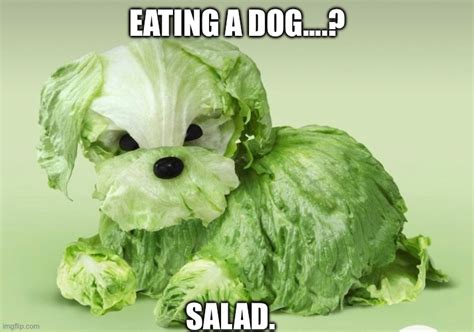 Salad Dog Meme