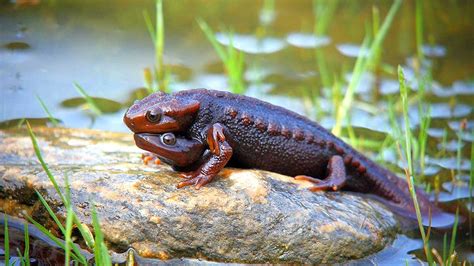 salamander courtship mating