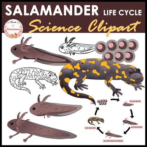 Salamander Kid