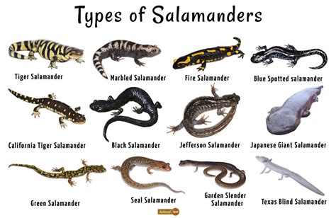 Salamanders Nh
