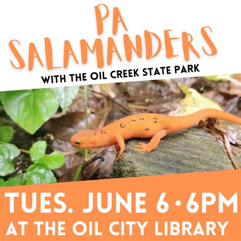 Salamanders Pa