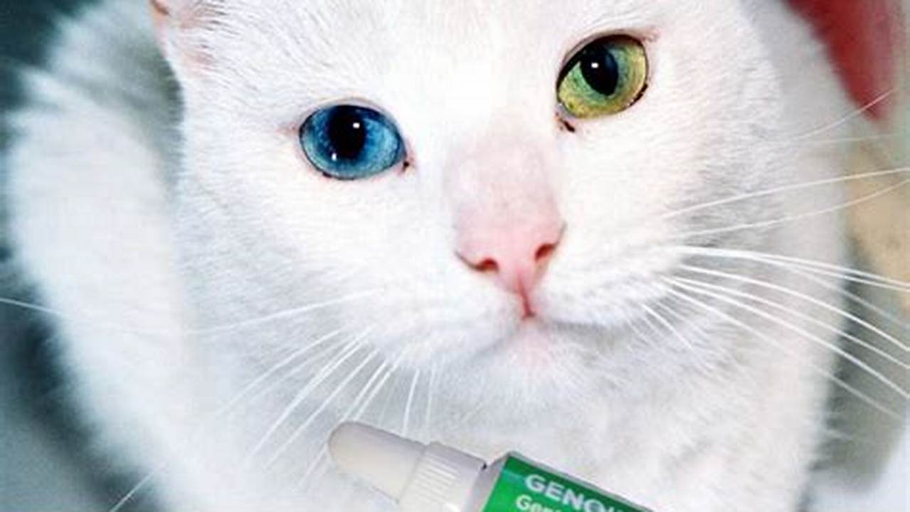 Khasiat Nyata Salep Mata Kucing untuk Kesehatan Mata