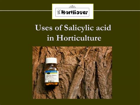 Salicylates plant hormones and painkillers Salicylic Acid Acetylsalicylic