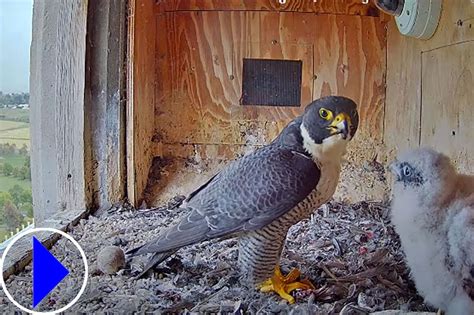 salis peregrines live webcam location