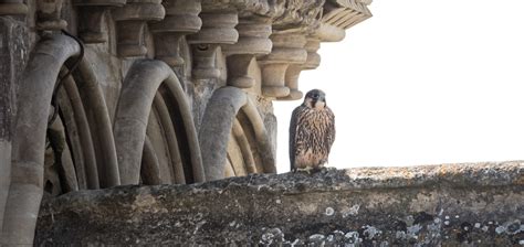 salisbury cathedral falcons webcam