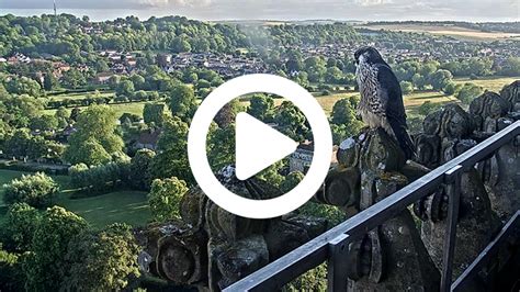 salisbury cathedral peregrine webcam