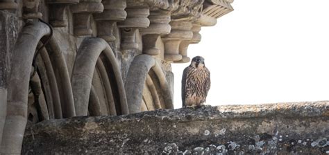 salisbury cathedral peregrines project