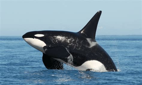 salish sea canada orcas