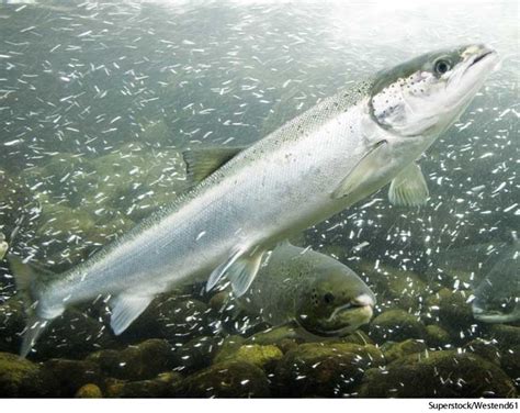 Salmon Dictionary Origin