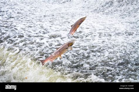 Salmon Jumping Weir