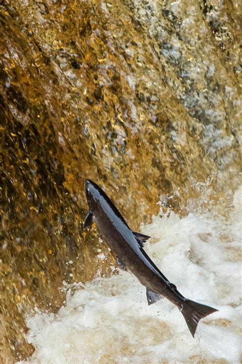 Salmon Leaping Stainforth
