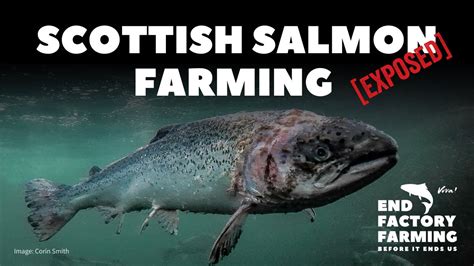 salmon production in scotland