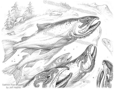 Salmon Run Drawing