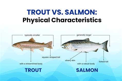 Salmon Vs Trout Roe
