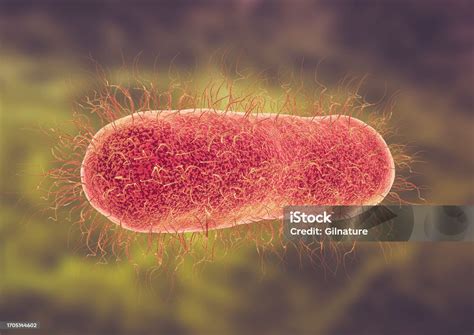 Salmonella Enterica Typhi