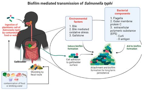 salmonella infection route