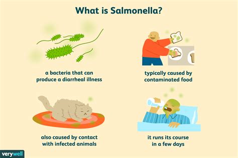 salmonella typhi treatment