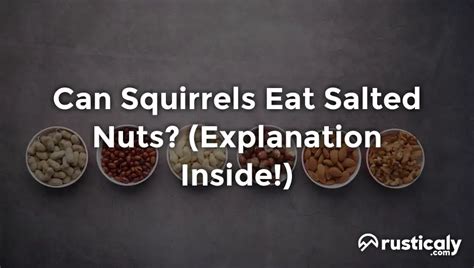 Salted Nuts Squirrels