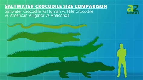 saltwater crocodile compared to human