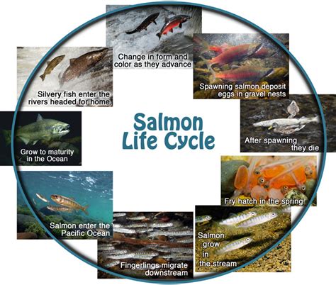 saltwater fish in cycle