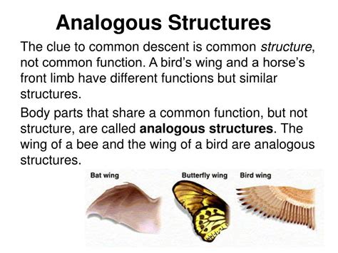 same structure different function recent common ancestor