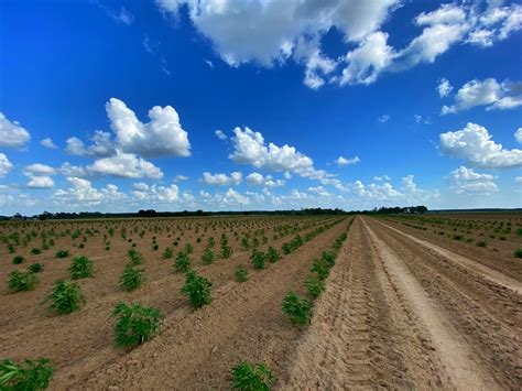 Samson Extracts Alabama