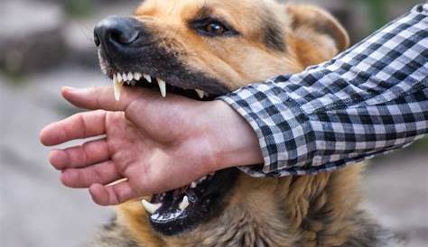 When To Call A San Diego Dog Bite Attorney Batta Fulkerson