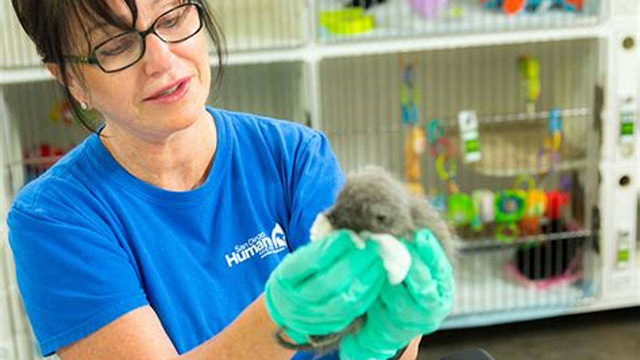 San Diego Humane Society Volunteers Make a Difference for Animals in Need