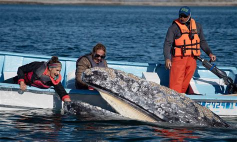 Whale Watching San Ignacio Lagoon Baja California Editorial Image
