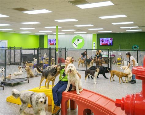 san diego doggy daycare