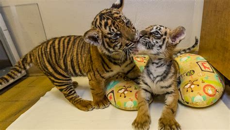 san diego zoo tiger cubs
