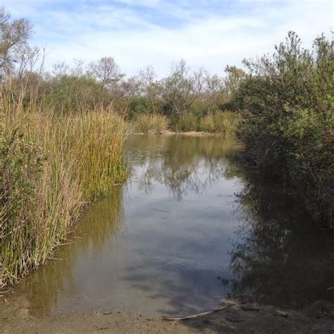 San Joaquin Marsh Wildlife Secrets Revealed