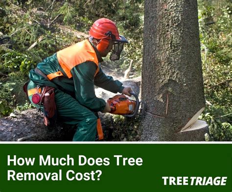 san jose tree removal cost