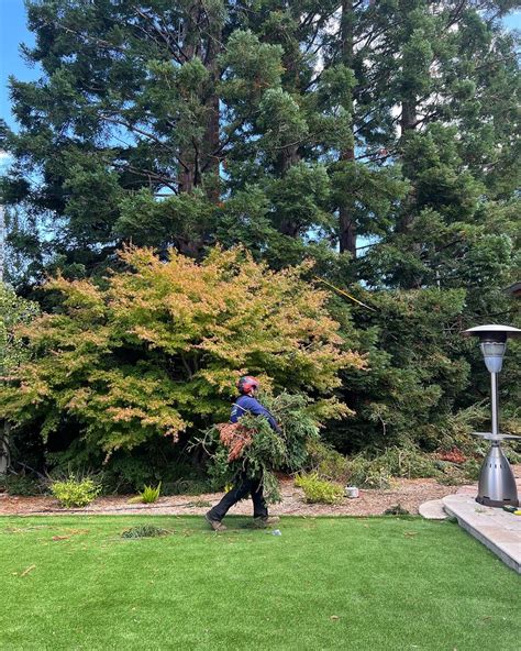 san jose tree service san jose