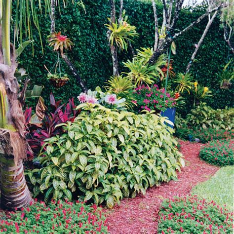 sanchezia plant in florida